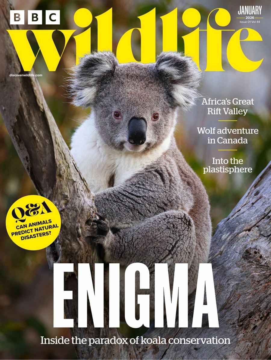 BBC Wildlife Magazine issue January 2026