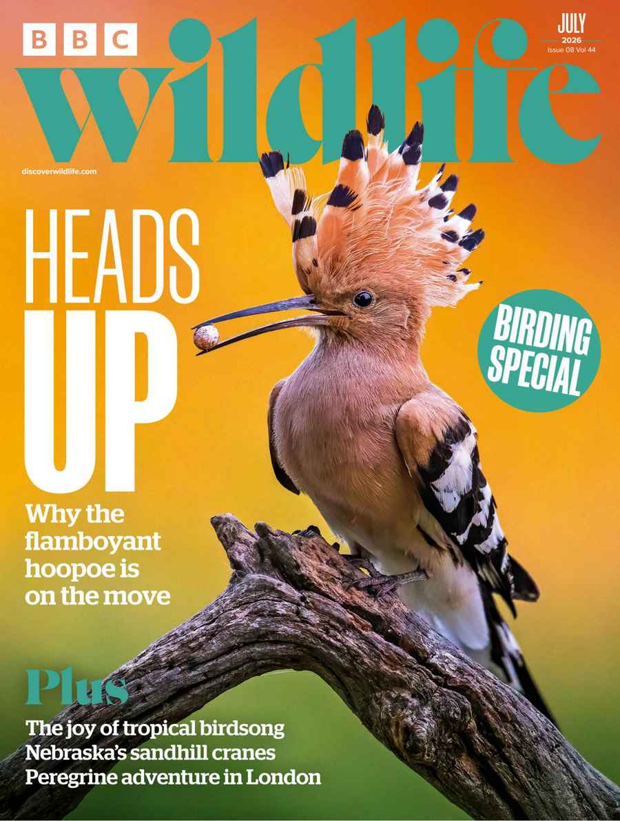 BBC Wildlife Magazine issue July 2026