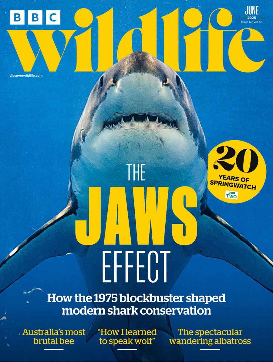 BBC WILDLIFE
