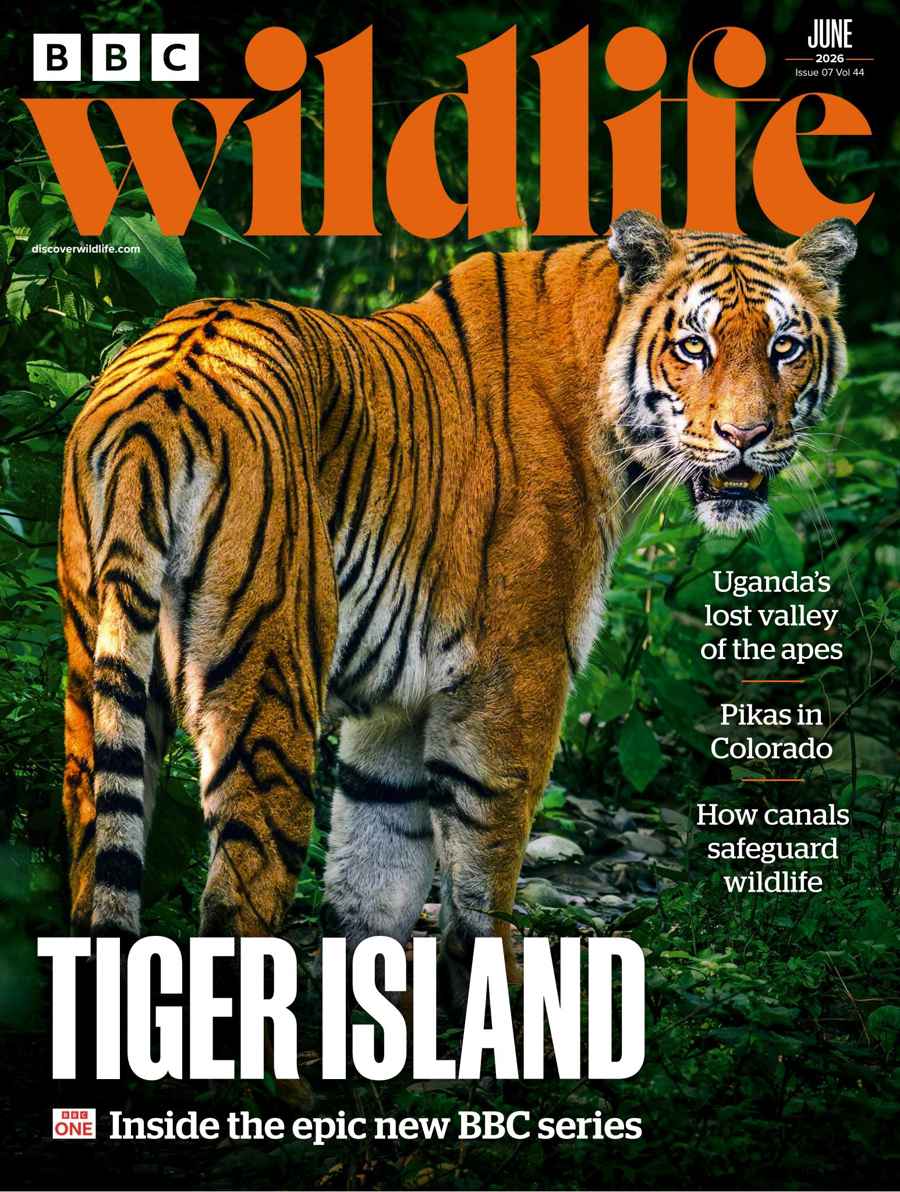 BBC Wildlife Magazine issue June 2026