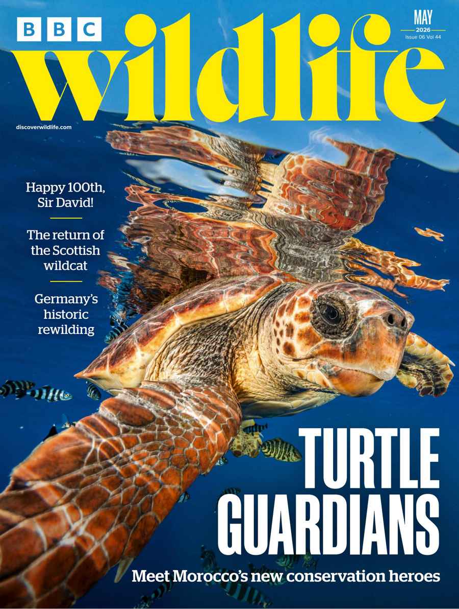 BBC WILDLIFE