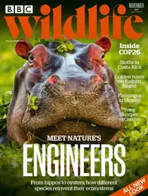 Nov-21 
                issue Nov-21