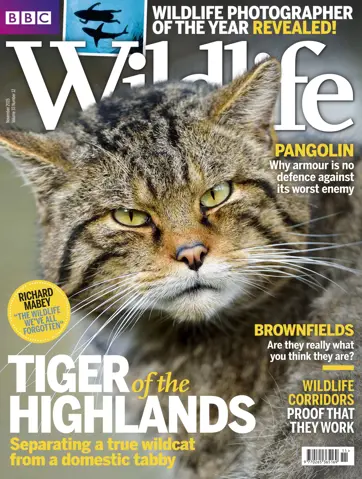 BBC Wildlife Magazine Preview