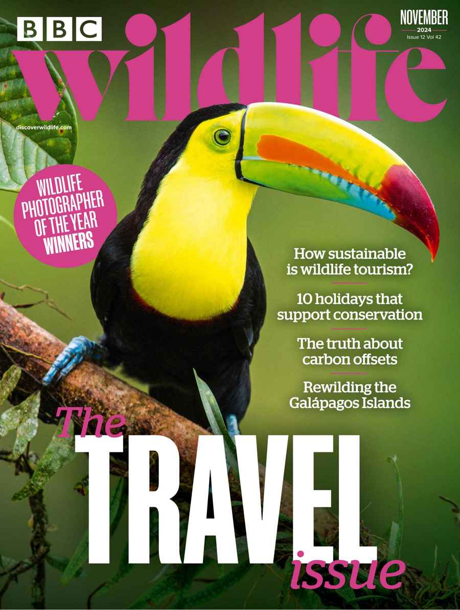 BBC Wildlife Magazine issue November 2024