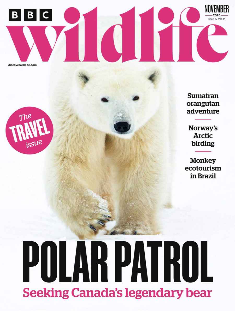 BBC WILDLIFE