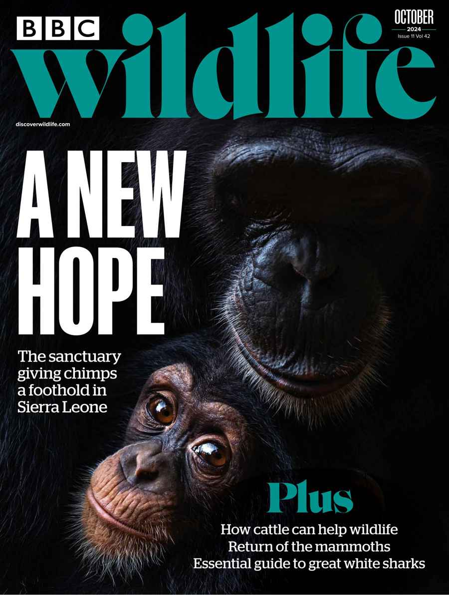 BBC Wildlife Magazine issue October 2024