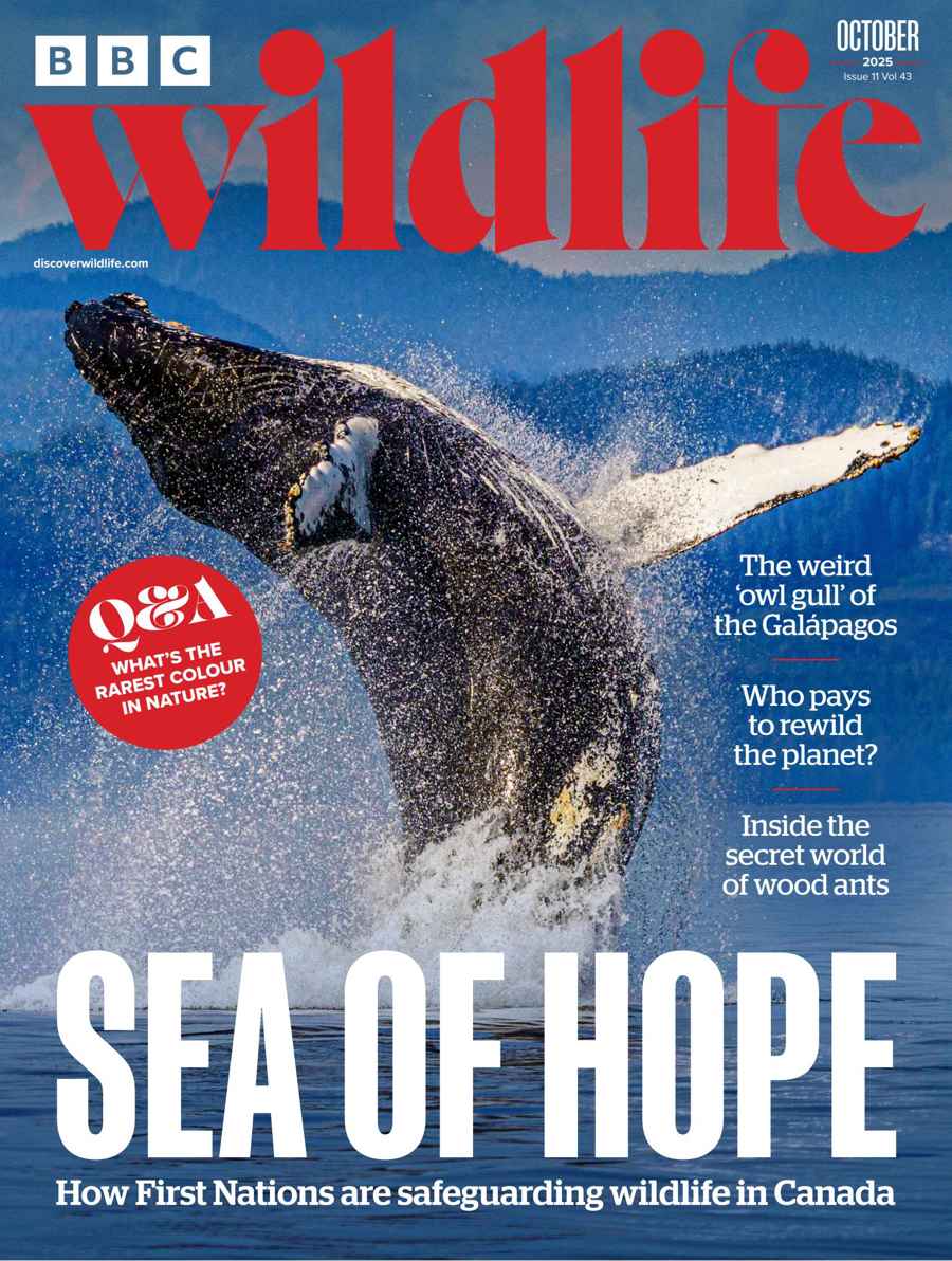 BBC WILDLIFE