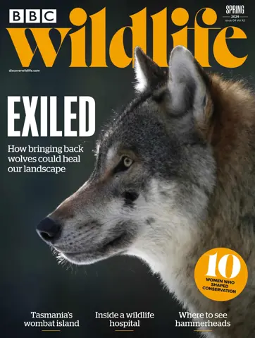 BBC Wildlife Magazine Preview