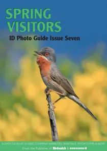 Bird ID Photo Guides Spring Visitors