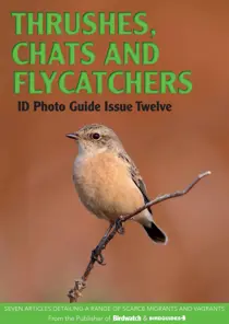 Bird ID Photo Guides Thrushes, Chats and Flycatchers