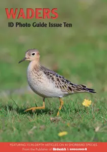 Bird ID Photo Guides Waders