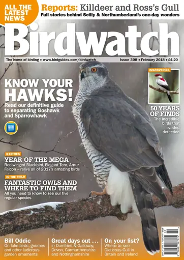 Birdwatch Magazine Preview