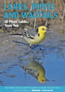 Birdwatch Magazine Larks, Pipits and Wagtails