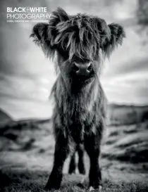 Issue 245 
                issue Issue 245