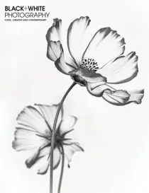 Issue 243 
                issue Issue 243