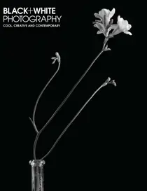 Issue 239 
                issue Issue 239