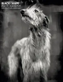 Issue 241 
                issue Issue 241