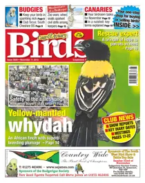 No. 5880 Yellow-Mantled Whydah 
                issue No. 5880 Yellow-Mantled Whydah