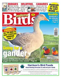 No. 5889 Going for a gander 
                issue No. 5889 Going for a gander