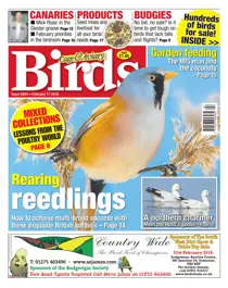 No. 5893 Rearing Reedlings 
                issue No. 5893 Rearing Reedlings