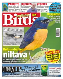 No. 5894 Rufous-bellied niltava 
                issue No. 5894 Rufous-bellied niltava