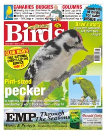 No. 5901Pint-sized pecker 
                issue No. 5901Pint-sized pecker
