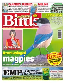 No. 5905 Azure-Winged Magpies 
                issue No. 5905 Azure-Winged Magpies
