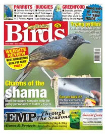 No. 5909 - Charms Of The Shama 
                issue No. 5909 - Charms Of The Shama