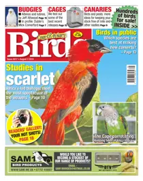 No. 5917 Studies In Scarlet 
                issue No. 5917 Studies In Scarlet