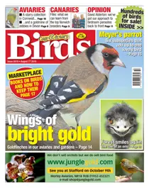 No. 5919 Wings Of Bright Gold 
                issue No. 5919 Wings Of Bright Gold