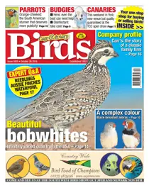 No. 5929 - Beautiful Bobwhites 
                issue No. 5929 - Beautiful Bobwhites