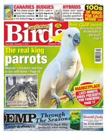 No. 5936 The Real King Parrots  
                issue No. 5936 The Real King Parrots 