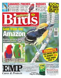 No. 5948 Gold From The Amazon 
                issue No. 5948 Gold From The Amazon