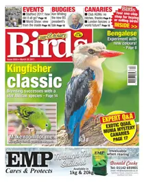 No. 5950 Kingfisher Classic  
                issue No. 5950 Kingfisher Classic 