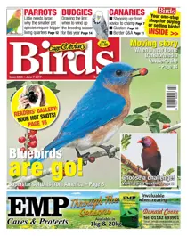 No. 5960 Blue birds are a go! 
                issue No. 5960 Blue birds are a go!