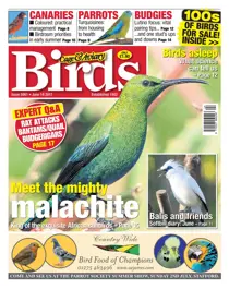 No. 5961 Meet the mighty malachite 
                issue No. 5961 Meet the mighty malachite