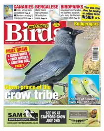 No. 5963 Clown prince of the crow tribe 
                issue No. 5963 Clown prince of the crow tribe