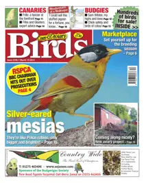 No.5795 Silver-Eared Mesias 
                issue No.5795 Silver-Eared Mesias