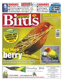 No.5804 Red like a berry 
                issue No.5804 Red like a berry