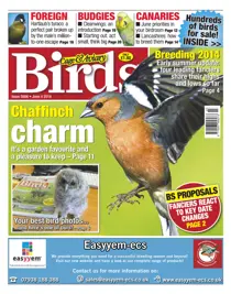 No.5806 Chaffinch Charm 
                issue No.5806 Chaffinch Charm