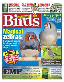 No.5807 Magical Zebras 
                issue No.5807 Magical Zebras