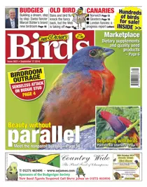 No.5821 Beauty Without Parellel 
                issue No.5821 Beauty Without Parellel