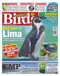 No.5831 Bird Stars of Lima 
                issue No.5831 Bird Stars of Lima