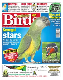 No.5839 Senegal Stars 
                issue No.5839 Senegal Stars
