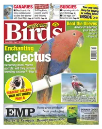 No.5848 Enchanting Eclectus  
                issue No.5848 Enchanting Eclectus 