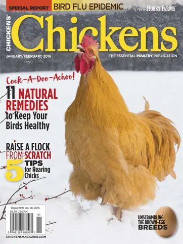 Chickens Magazine Preview