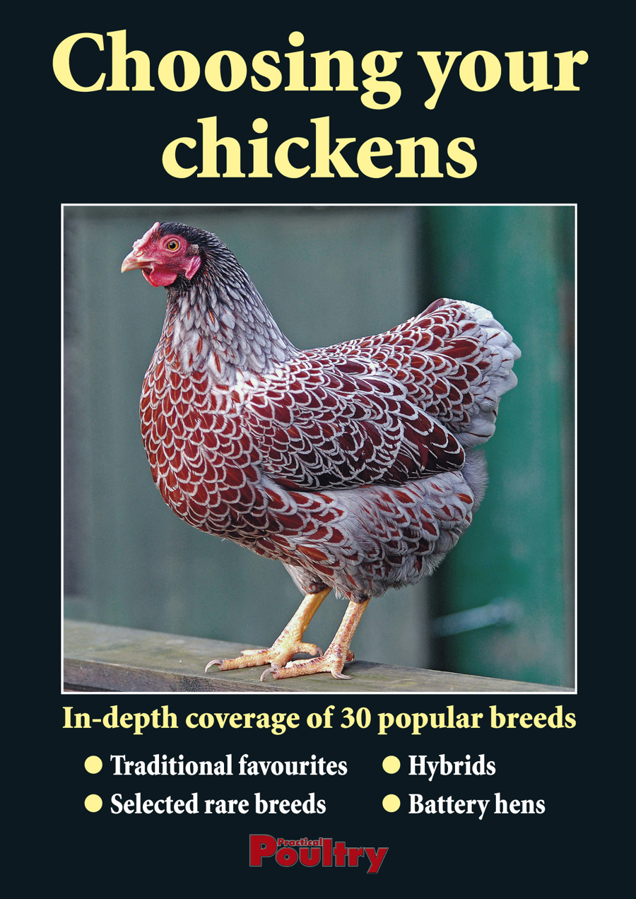 Choosing your chickens issue Choosing your chickens