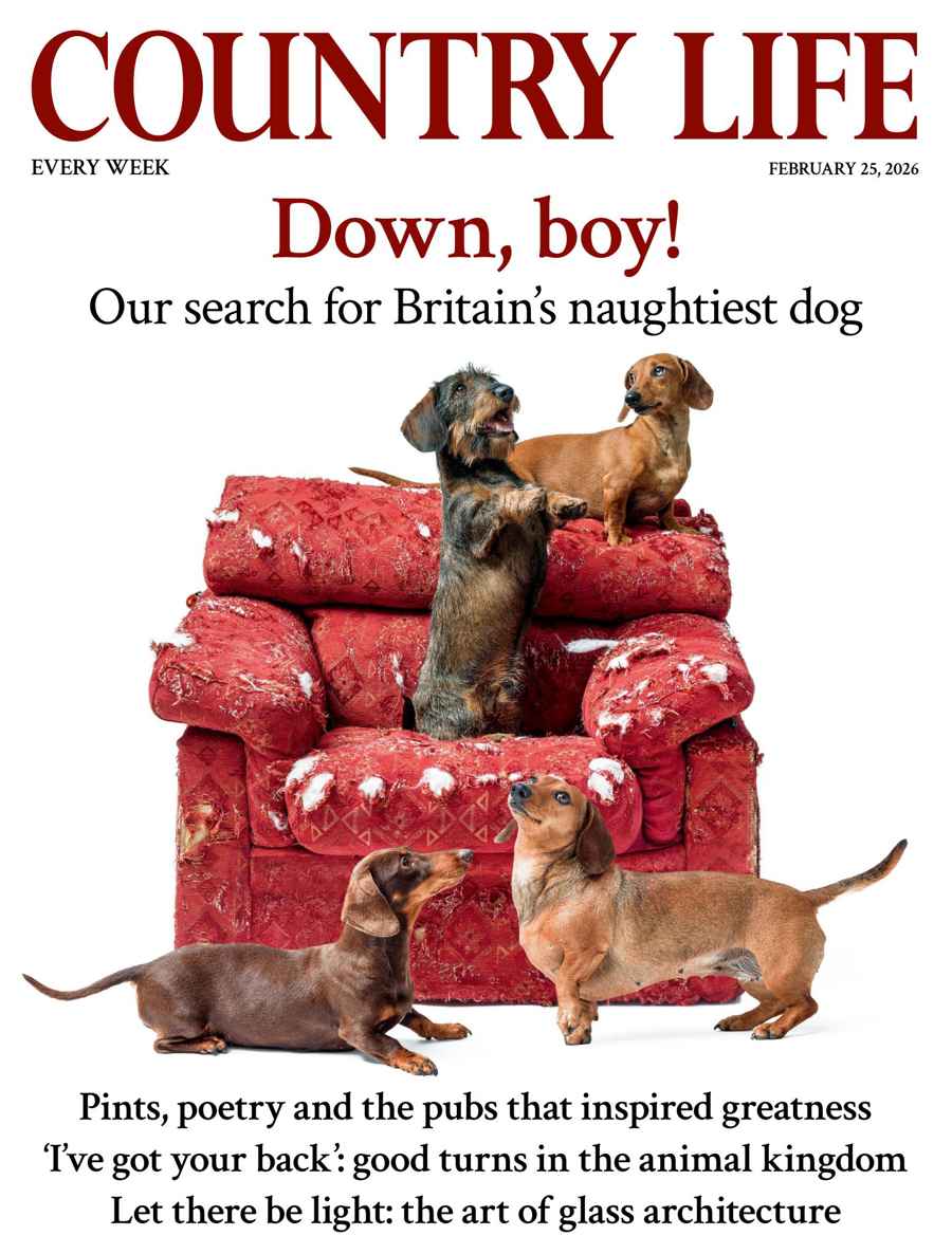 Country Life issue 25th February 2026