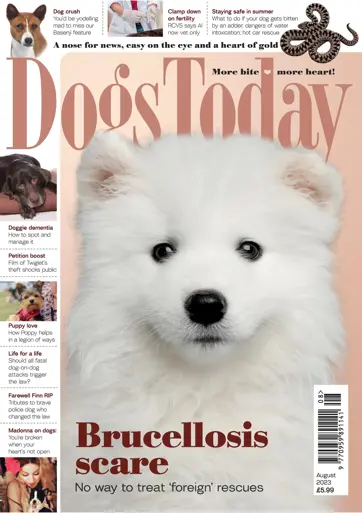 Dogs Today Magazine Preview