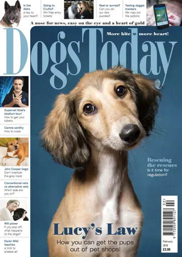 Dogs Today Magazine Preview